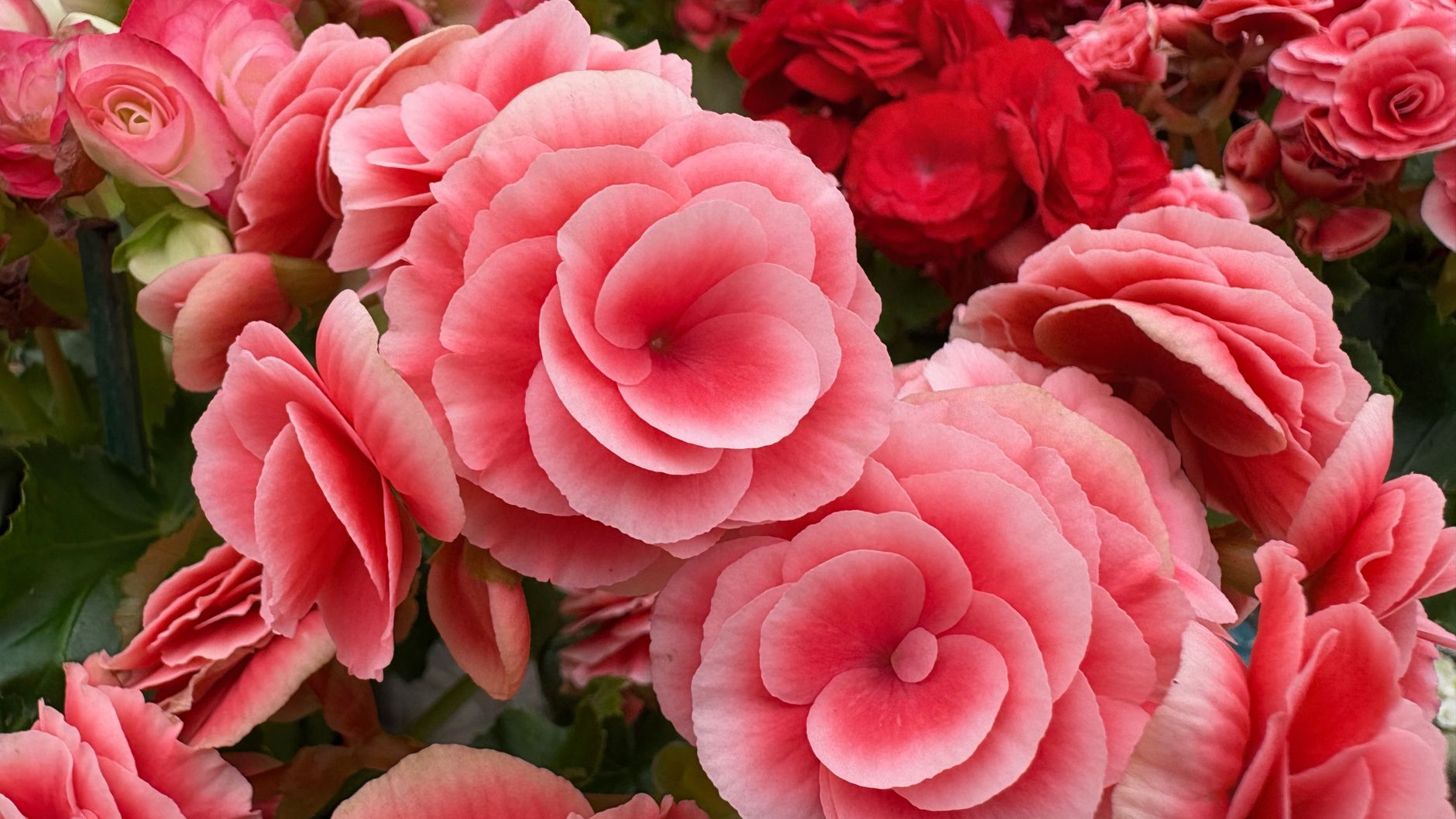 ベゴニアとは?花も葉も楽しめる人気の植物・ベコニアを解説。