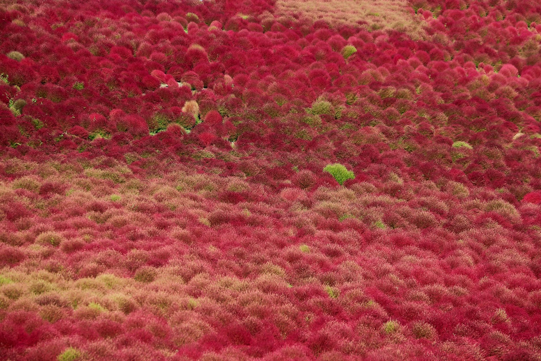 コキアとは?丸い草姿と紅葉が美しい一年草のコキア 育て方を解説