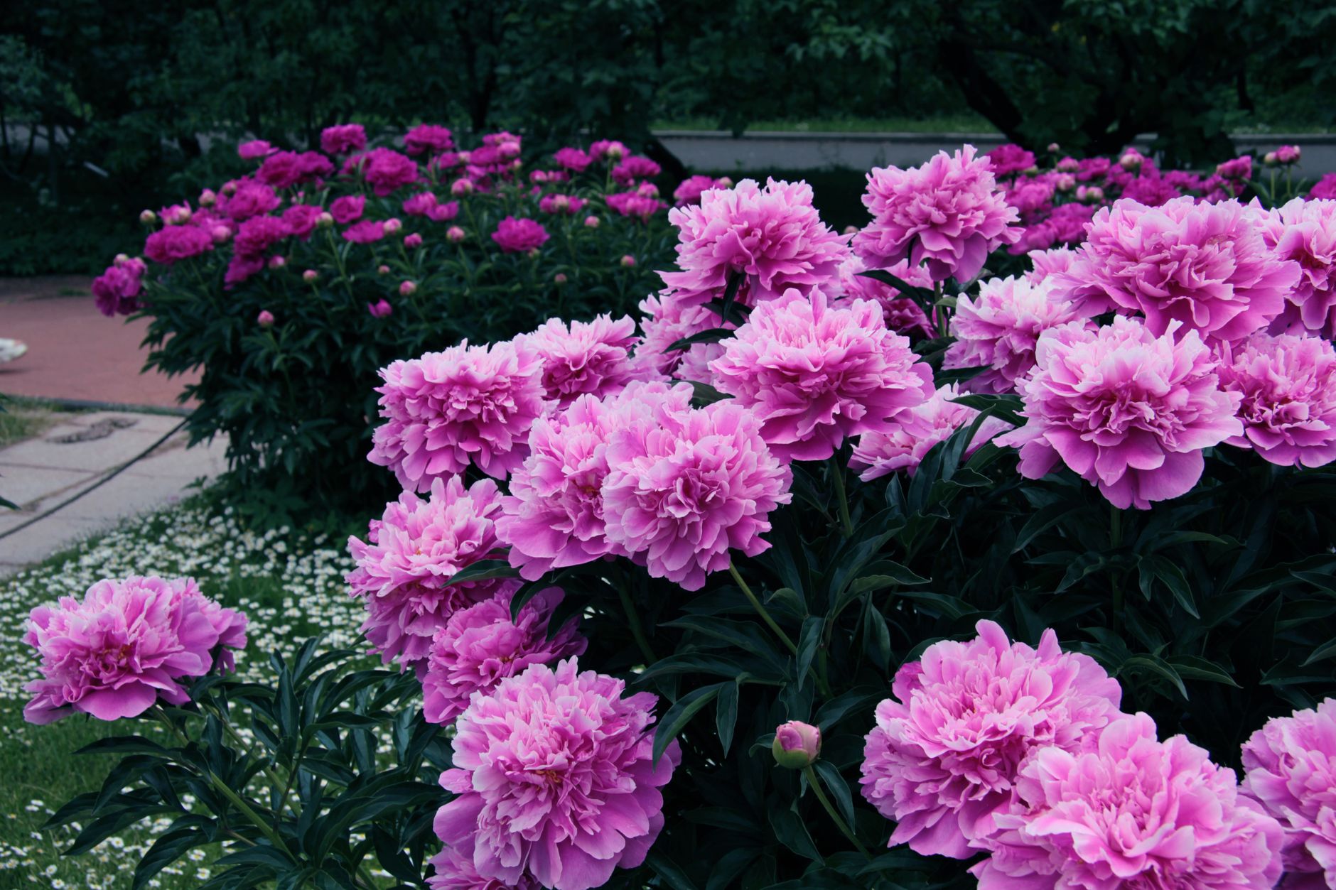 芍薬とは?華やかな花を咲かせる多年草の芍薬 育て方を解説。